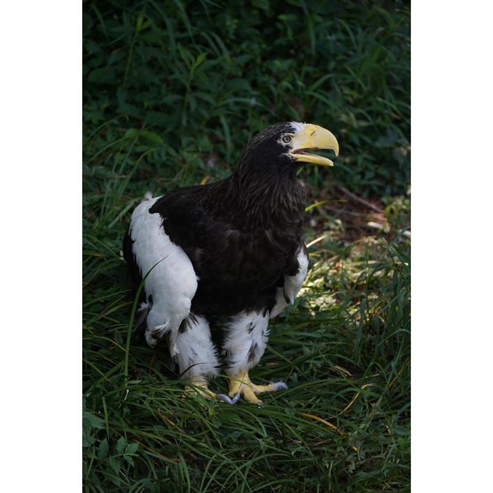 7 IIIA50-400mm F/4.5-6.3 Di III VC VXDi@jA300mmAF6.3A1/400bAISO800AzCgoXFI[giDݒFWjANGCeBuX^CFX^_[hADWIveB}CU[F؁AJPEGBeʐ^i4000×6000A12.4MBj