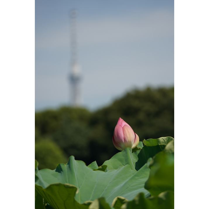 7 IIIA50-400mm F/4.5-6.3 Di III VC VXDi@jA236mmAF6.3A1/500bAISO100AzCgoXFI[giDݒFWjANGCeBuX^CFX^_[hADWIveB}CU[F؁AJPEGBeʐ^i4000×6000A8.3MBj