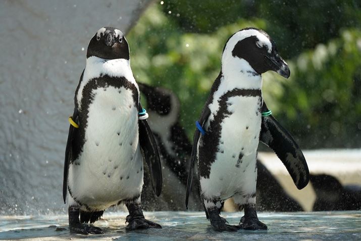 7 IIIA50-400mm F/4.5-6.3 Di III VC VXDi@jA227mmAF6.3A1/1600bAISO1000AzCgoXFI[giDݒFWjANGCeBuX^CFX^_[hADWIveB}CU[F؁AJPEGBeʐ^i6000×4000A11.9MBj