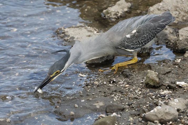 LmAPS-C~[XʃfuEOS R7vŎBe