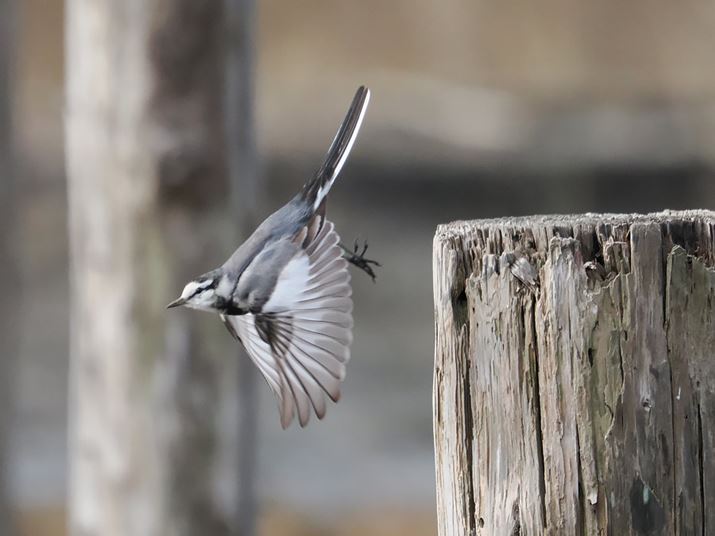 OMfW^\[VỸtbOVbvfuOM SYSTEM OM-1vŎBe