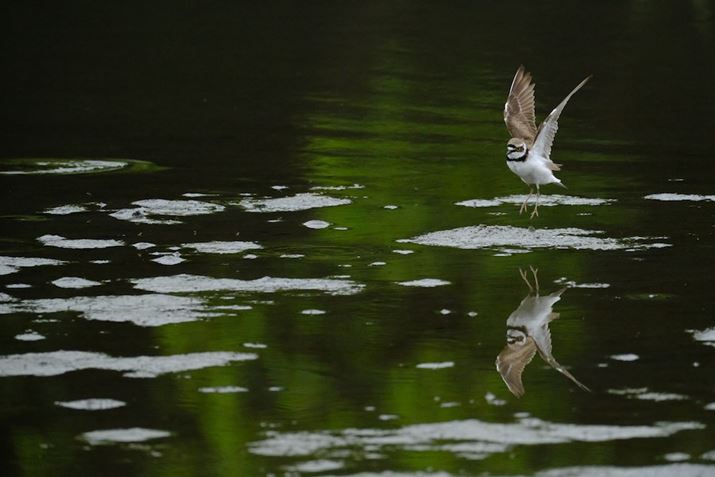 xmtC̃tbOVbvfuX-H2SvŎBe