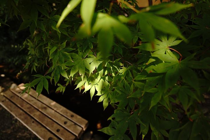 6600AE 11mm F1.8A11mmAiDAEAF1.8A1/640bAISO100A-1EVAzCgoXFAANGCeBuX^CFNABeʐ^i6000×4000A5.6MBj