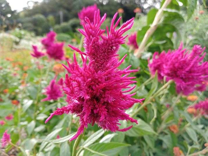 PCgEł邾ڎʂBFF̖Oa͂ȂIBʏ탂[h1250fgĂ邪Aו̕`ʂŏ\낤Bʂ̂\}Ȃ\Bey߂