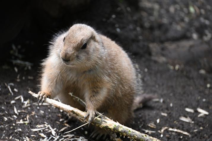 Z 7IIA70-300mm F/4.5-6.3 Di III RXDA300mmAF6.3A1/200bAISO800AWBFI[g1AsN`[Rg[FX^_[hAANeBuD-CeBOFȂAJPEGBeʐ^i8256×5504A21.4MBj