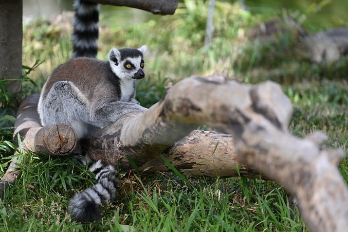 Z 7IIA70-300mm F/4.5-6.3 Di III RXDA300mmAF6.3A1/200bAISO160AWBFI[g1AsN`[Rg[FX^_[hAANeBuD-CeBOFȂAJPEGBeʐ^i8256×5504A21.9MBj