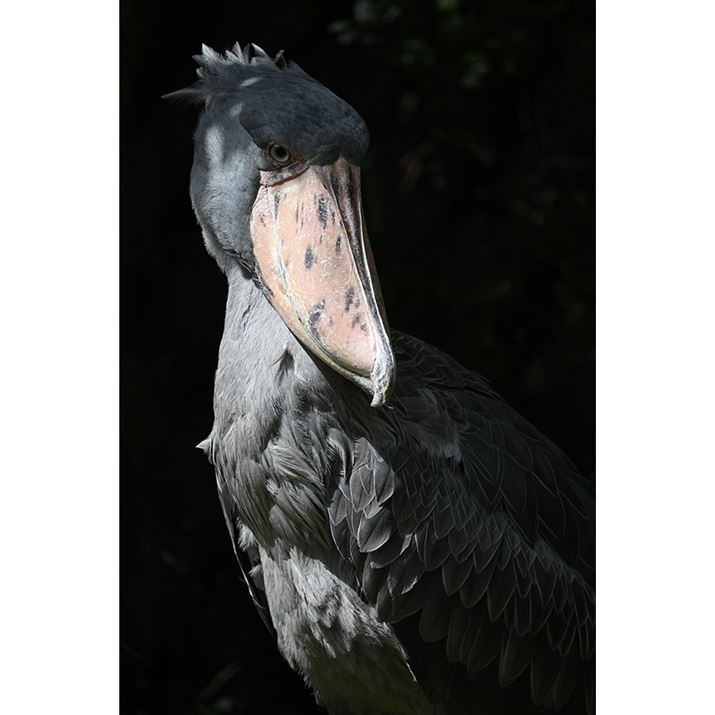 Z 7IIA70-300mm F/4.5-6.3 Di III RXDA300mmAF6.3A1/200bAISO64AWBFI[g1AsN`[Rg[FX^_[hAANeBuD-CeBOFȂAJPEGBeʐ^i5504×8256A17.8MBj