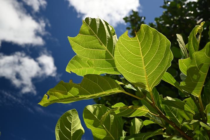 Z 30ANIKKOR Z DX 16-50mm f/3.5-6.3 VRA16mmi35mmZ24mmjAF3.5A1/500bAISO100AWBFI[g1AsN`[Rg[FI[gBeʐ^i5568×3712A8.6MBj