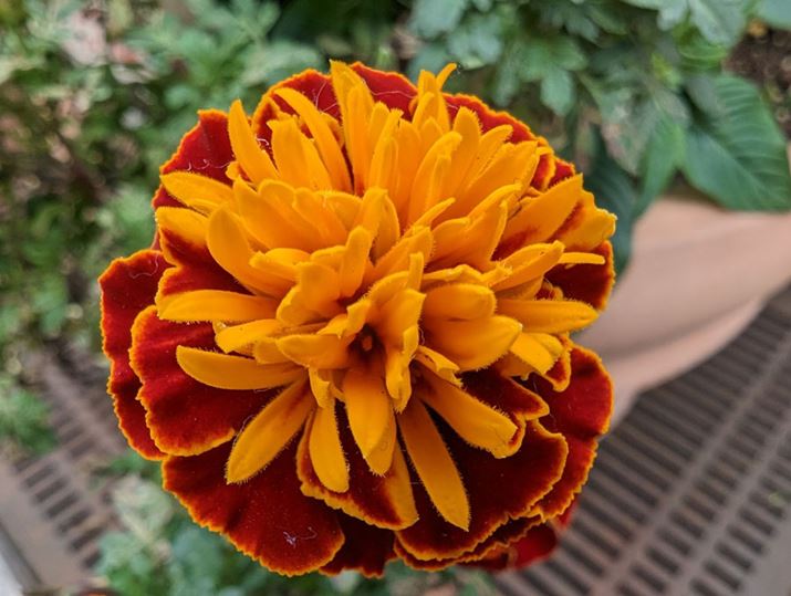 uPixel 7 Prov́u}NtH[JXvŎBe