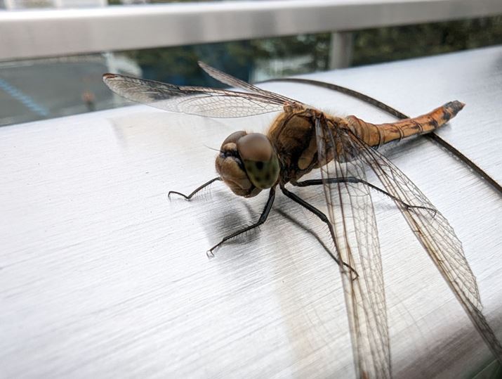 uPixel 7 Prov́u}NtH[JXvŎBe