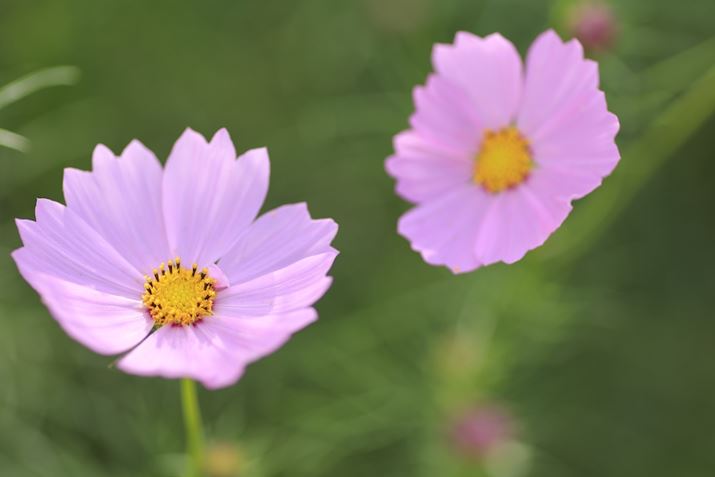 EOS R6Aatx-i 100mm F2.8 FF MACRO PLUSAiDI[gAF2.8A1/250bAISO100A{2/3EVAzCgoXFzAsN`[X^CFiAAFiT[{AFjBeʐ^i5472×3648A3.6MBj