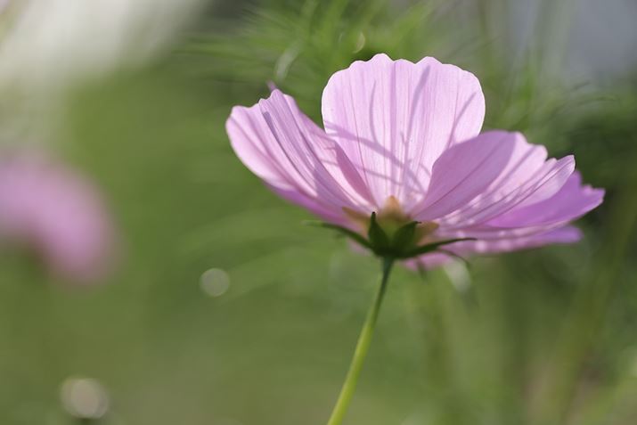 EOS R6Aatx-i 100mm F2.8 FF MACRO PLUSAiDI[gAF2.8A1/1000bAISO100AzCgoXFzAsN`[X^CFiAMFBeʐ^i5472×3648A3.9MBj