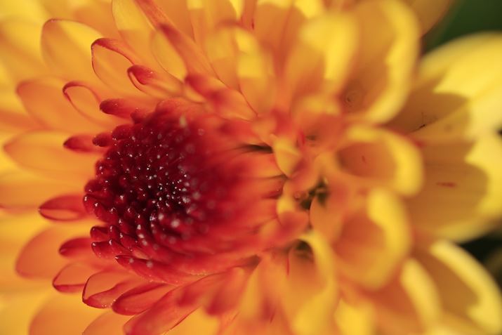 EOS R6Aatx-i 100mm F2.8 FF MACRO PLUSAiDI[gAF2.8A1/800bAISO100AzCgoXFzAsN`[X^CFiAMFBeʐ^i5472×3648A4.1MBj