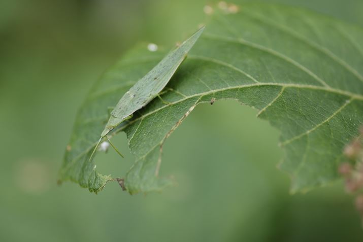 EOS R6Aatx-i 100mm F2.8 FF MACRO PLUSAiDI[gAF2.8A1/160bAISO400AzCgoXFzAsN`[X^CFfBe[dAAFiVbgAFjBeʐ^i5472×3648A4.5MBj