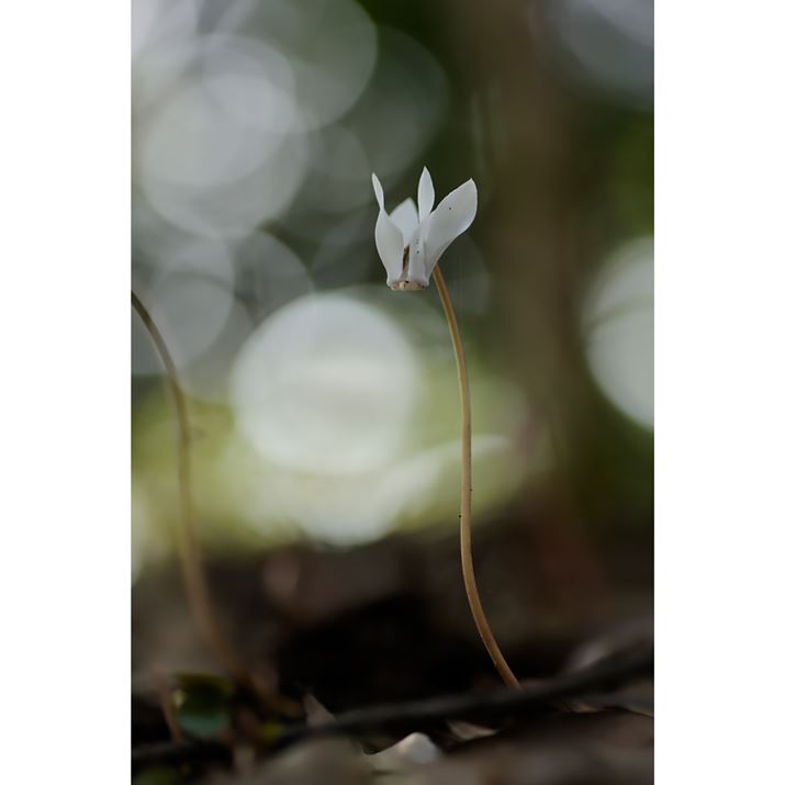 EOS R6Aatx-i 100mm F2.8 FF MACRO PLUSAiDI[gAF2.8A1/640bAISO400A-2/3EVAzCgoXFzAsN`[X^CFfBe[dAAFiVbgAFjBeʐ^i3648×5472A4.1MBj