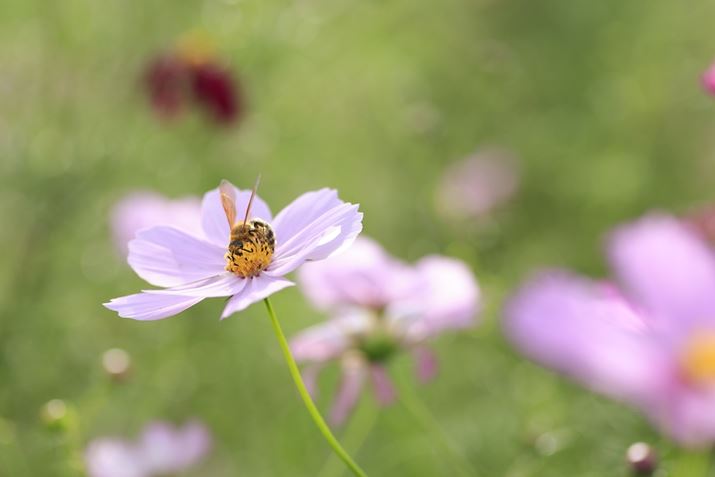 EOS R6Aatx-i 100mm F2.8 FF MACRO PLUSAiDI[gAF4A1/250bAISO100A+1EVAzCgoXFzAsN`[X^CFiAMFBeʐ^i5472×3648A3.3MBj