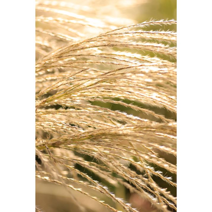 EOS R6Aatx-i 100mm F2.8 FF MACRO PLUSAiDI[gAF2.8A1/1000bAISO100A+1 1/3EVAzCgoXFAAsN`[X^CFiAMFBeʐ^i3648×5472A6.9MBj