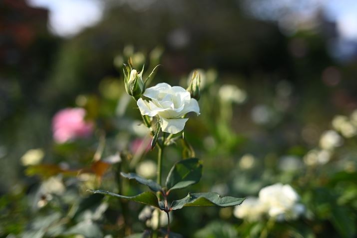 ߋ40mm/ilF2KNBeB{P͓RA35mm50mm̒ԂɂȂ܂BAwi{PĂȂAڂɋ߂R悤Ɋ܂BuRv͑؂Ȃ̂ňӎĂĂ炢Ǝv܂Z 6 IIANIKKOR Z 40mm f/2AISO100AF2A1/1600bAzCgoXFI[g1i͋CcjAsN`[Rg[FX^_[hBeʐ^i6048×4024A9.0MBj