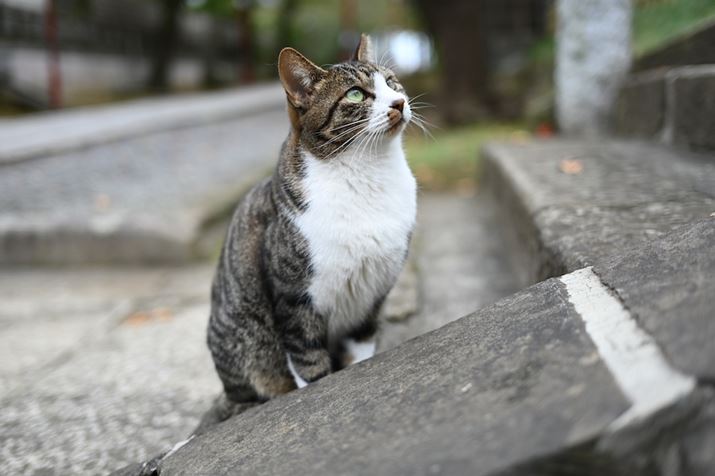 Z 6 IIANIKKOR Z 40mm f/4AISO400AF2A1/1000bAzCgoXFI[g1i͋CcjAsN`[Rg[FX^_[hBeʐ^i6048×4024A10.8MBj