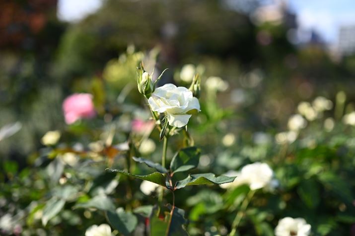 rIߋ35mm/ilF2KNBĂ݂܂B{P͑傫Ƃ͂A܂`cȂwi͍LʂĂ܂Bς35mm͍LpnȂ̂Ǝ܂Z 6 IIANIKKOR Z 35mm f/1.8 SAISO100AF2A1/1600bAzCgoXFI[g1i͋CcjAsN`[Rg[FX^_[hBeʐ^i6048×4024A9.3MBj