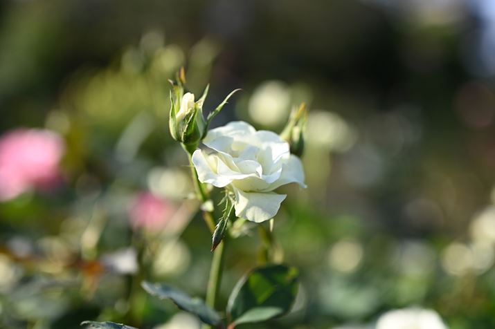 ߋ50mm/ilF2KNBeB50mmƁA{P傫AЂƂƖ]YŎB̂ł͂Ȃƍo悤ȊɂȂ邱Ƃ܂B50mm̑햡ł܂A50mm͎኱̖]vf܂ރYł̂ƋCÂ܂Z 6 IIANIKKOR Z 50mm f/1.8 SAISO100AF2A1/1600bAzCgoXFI[g1i͋CcjAsN`[Rg[FX^_[hBeʐ^i6048×4024A8.8MBj