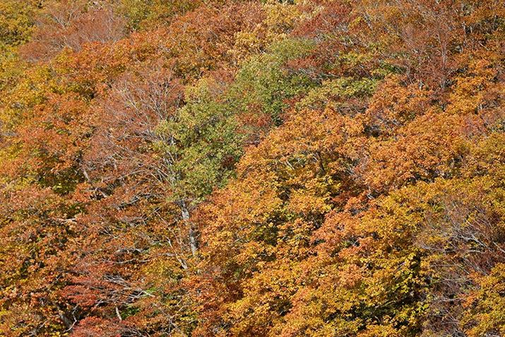 ][240mmAJilF6.3ł̉掿mFĂ݂Bʑ̂͒ӏ̍gtBS̓IɃRgXgAV[vȈۂɎdオBӌڗȂB掿ɎB肽ʂ][SOȂpłEOS R6ARF24-240mm F4-6.3 IS USMA240mmAF6.3A1/320bAISO100AzCgoXFzAsN`[X^CFfBe[dBeʐ^i5472×3648A17.3MBj