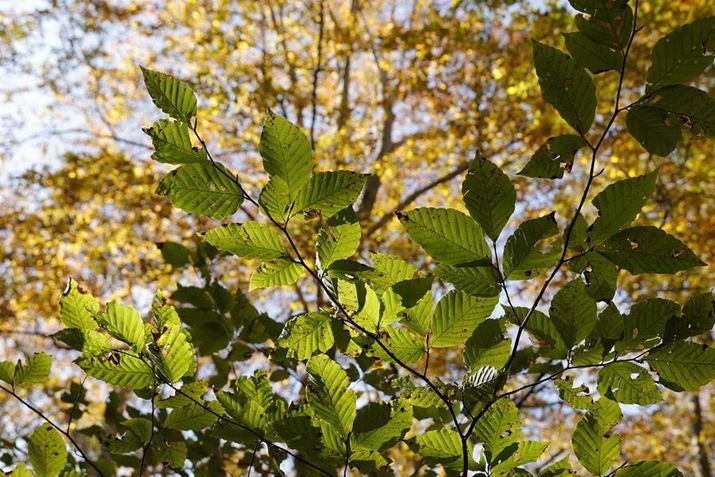 ኴxF8܂ōiĎBeBtɂ𑜊肠āA͋`ʂɂȂĂB掿邾̂Ƃ͂EOS R6ARF24-240mm F4-6.3 IS USMA52mmAF8A1/50bAISO100AzCgoXFzAsN`[X^CFfBe[dBeʐ^i5472×3648A8.8MBj