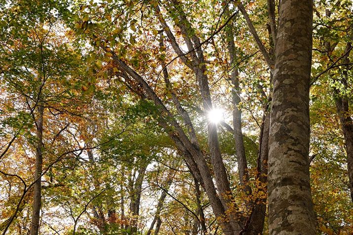 Yt[h𑕒Ă̎BeAtϐ͂Ă悤ɌBS̓IɁAtłtAS[XgقǋCɂABeɏWłBef[^FEOS R6ARF24-240mm F4-6.3 IS USMA52mmAF8A1/50bAISO100AzCgoXFzAsN`[X^CFfBe[dBeʐ^i5472×3648A15.4MBj