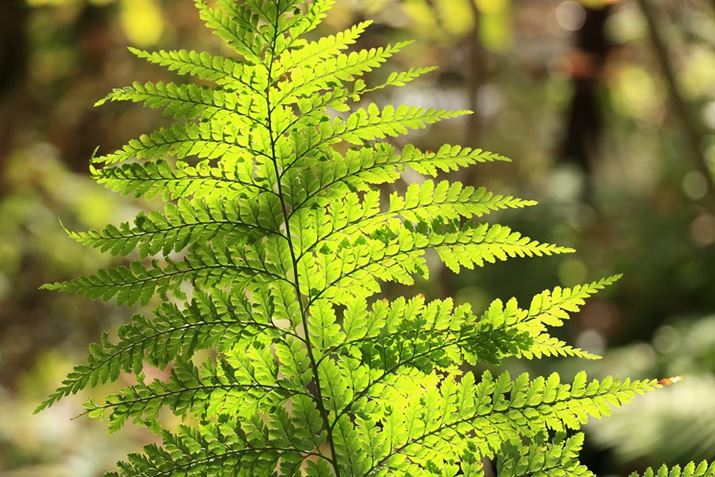 ]100mmAF5.6ŎBeBV_ɂƊƂŁAwɔʃ{PʂEOS R6ARF24-240mm F4-6.3 IS USMA100mmAF5.6A1/400bAISO6400AzCgoXFzAsN`[X^CFiBeʐ^i5472×3648A7.9MBj