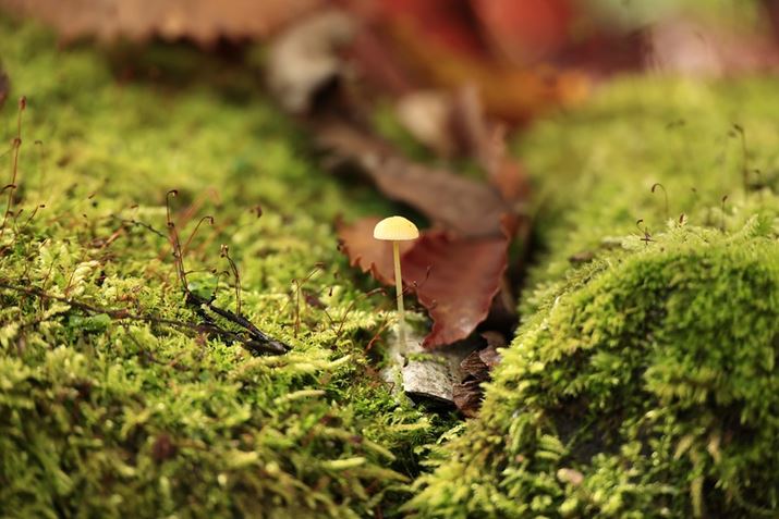 ][240mmőۂ̊ԂLтĂȃLmRŒZBe0.78mŎBeB܂ő傫ʂ邱ƂɋB͂̑ۂ̃fBe[`ʂĂEOS R6ARF24-240mm F4-6.3 IS USMA240mmAF6.3A1/320bAISO1000AzCgoXFzAsN`[X^CFiBeʐ^i5472×3648A6.2MBj