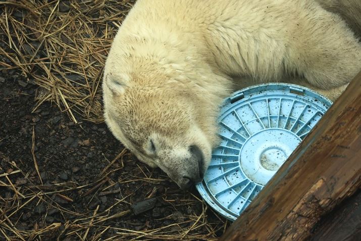 ق̃VN}AEOS R6ARF24-240mm F4-6.3 IS USMA240mmAF6.3A1/320bAISO1250AzCgoXFAsN`[X^CFiBeʐ^i5472×3648A7.3MBj