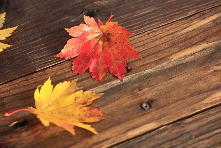 ][ŃN[YAbvEOS R6ARF24-240mm F4-6.3 IS USMA240mmAF6.3A1/80bAISO400AzCgoXFzAsN`[X^CFiBeʐ^i5472×3648A6.3MBj