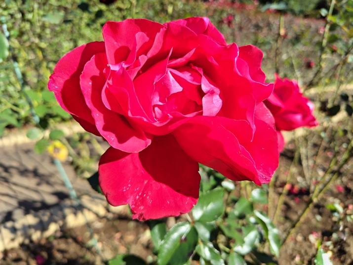 oڎʁBX}z̃Jł͐FOaN₷ʑ̂AF̍ČÅێĂBeʐ^i4096×3072A3.14MBj