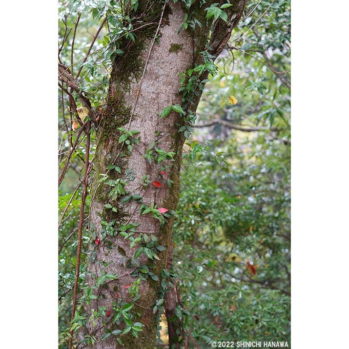 7R VAFE 24-70mm F2.8 GM IIA70mmAF2.8A1/80bAISO400AzCgoXFI[giWjANGCeBubNFSTBeʐ^i6336×9504A25.1MBAPhotoshopŒ쌠ǉj