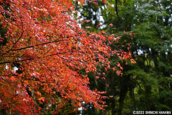 7R VAFE 24-70mm F2.8 GM IIA70mmAF2.8A1/400bAISO200AzCgoXFzANGCeBubNFVVBeʐ^i9504×6336A23.1MBAPhotoshopŒ쌠ǉj