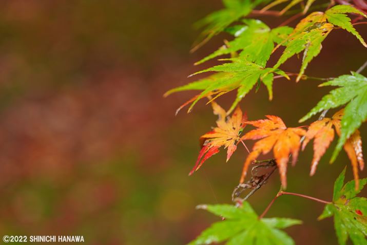 7R VAFE 24-70mm F2.8 GM IIA70mmAF2.8A1/125bAISO200AzCgoXFzANGCeBubNFVVBeʐ^i9504×6336A15.4MBAPhotoshopŒ쌠ǉj