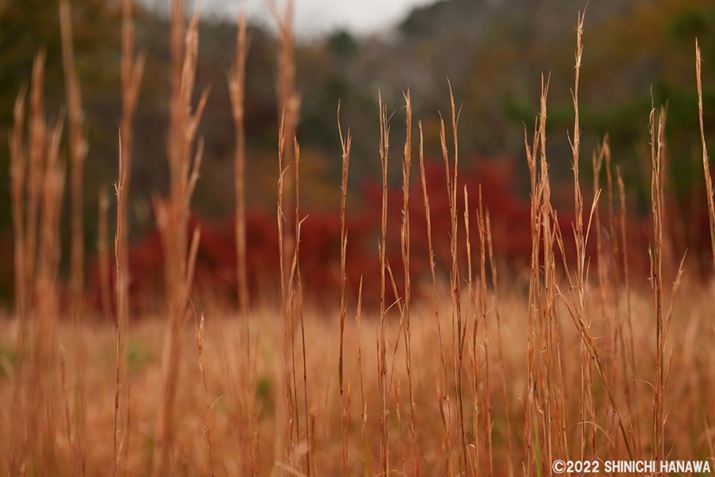 7R VAFE 24-70mm F2.8 GM IIA70mmAF2.8A1/160bAISO100AzCgoXFAANGCeBubNFSTBeʐ^i9504×6336A14.7MBAPhotoshopŒ쌠ǉj