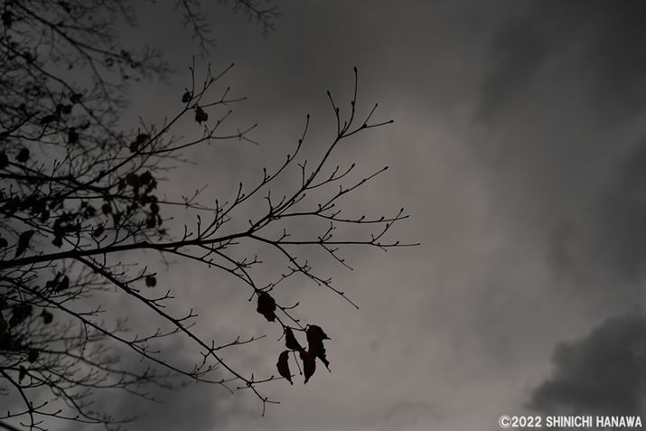 7R VAFE 24-70mm F2.8 GM IIA24mmAF2.8A1/160bAISO100AzCgoXFAANGCeBubNFSTBeʐ^i9504×6336A13.6MBAPhotoshopŒ쌠ǉj