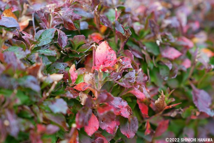 7R VAFE 24-70mm F2.8 GM IIA70mmAF2.8A1/80bAISO100AzCgoXFI[giWjANGCeBubNFSTBeʐ^i9504×6336A15.6MBAPhotoshopŒ쌠ǉj