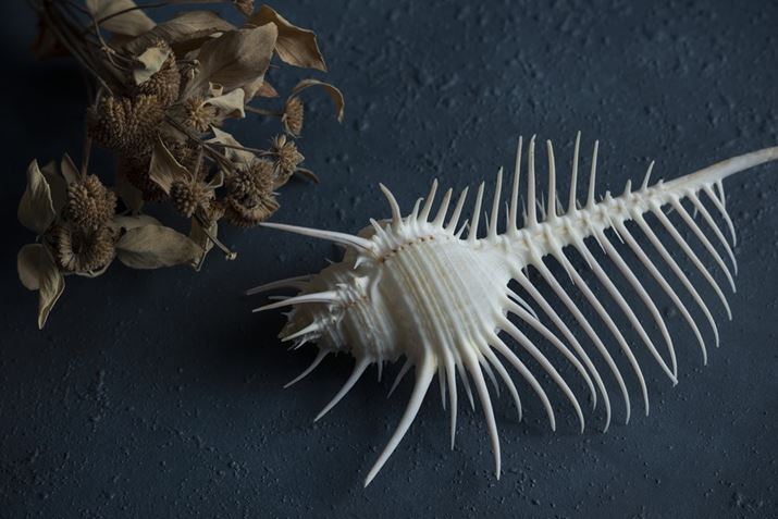 EOS R6ARF24-105mm F4 L IS USMA105mmAF11A1/160bAISO100Beʐ^i5472×3648A7.2MBj