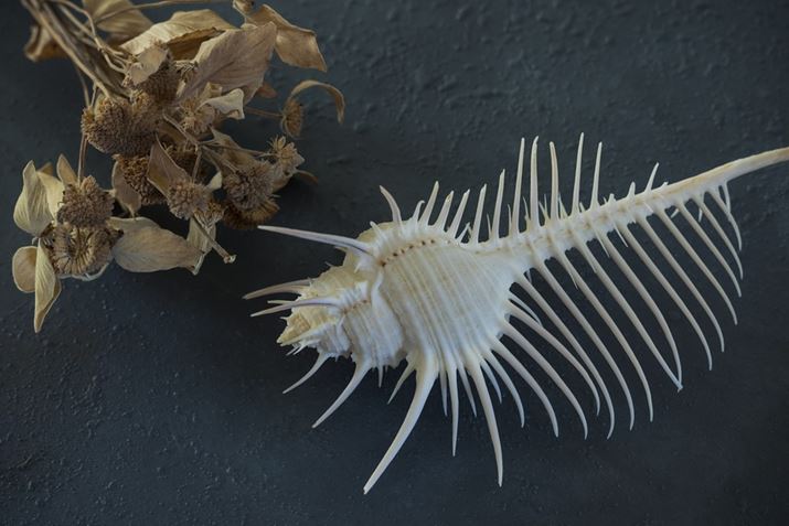 EOS R6ARF24-105mm F4 L IS USMA105mmAF11A1/25bAISO800Beʐ^i5472×3648A9.1MBj