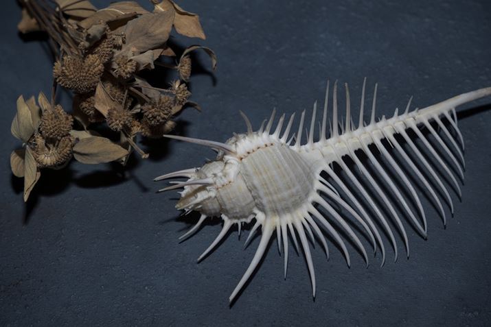 EOS R6ARF24-105mm F4 L IS USMA105mmAF11A1/200bAISO100Beʐ^i5472×3648A7.6MBj