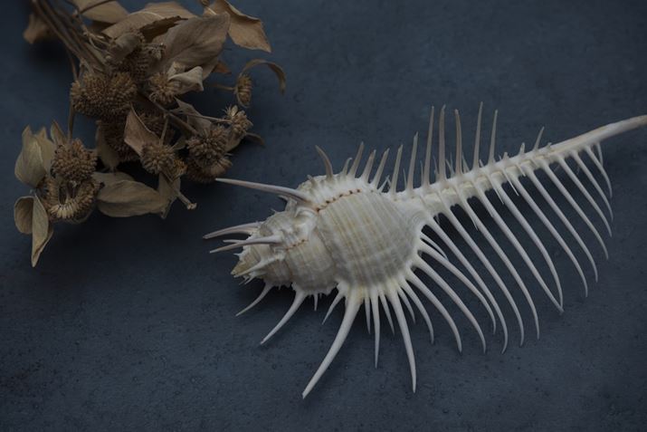 EOS R6ARF24-105mm F4 L IS USMA105mmAF11A1/160bAISO100Beʐ^i5472×3648A6.7MBj