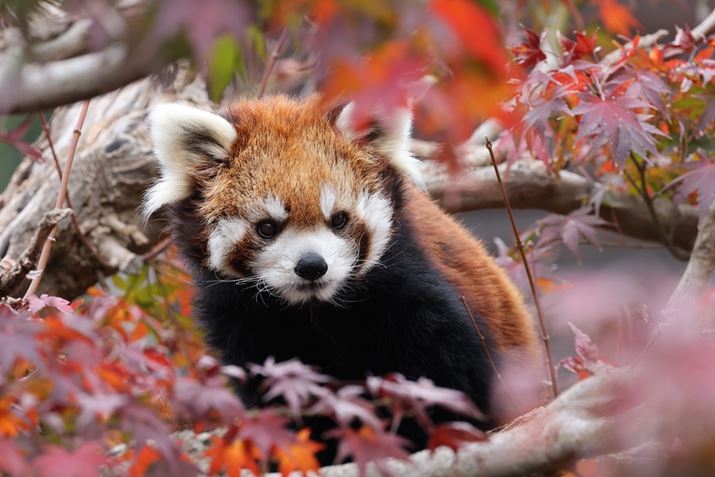 EOS R5ARF100-500mm F4.5-7.1 L IS USMA500mmAISO1600AF9A1/320bAzCgoXFI[gi͋CDjAsN`[X^CFX^_[hBeʐ^i8192×5464A14.3MBj