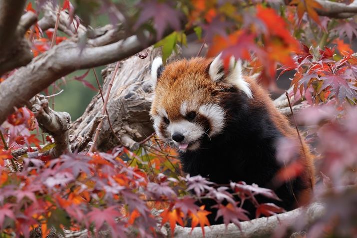 EOS R5ARF100-400mm F5.6-8 IS USMA400mmAISO1600AF11A1/160bAzCgoXFI[gi͋CDjAsN`[X^CFX^_[hBeʐ^i8192×5464A14.4MBj