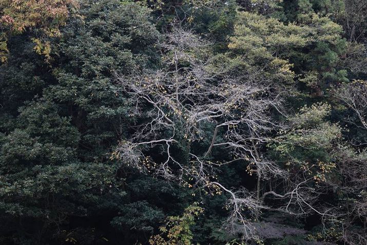 uRF100-500mm F4.5-7.1 L IS USMv̍Lp[100mmŎBeBʑ̂iȂ̂ŁusN`[X^Cv𕗌iɂĎBe܂EOS R5ARF100-500mm F4.5-7.1 L IS USMA100mmAISO100AF4.5A1/30bAzCgoXFI[gi͋CDjAsN`[X^CFiBeʐ^i8192×5464A30.9MBj