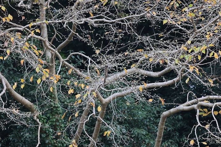 uRF100-500mm F4.5-7.1 L IS USMv̖][500mmŎBeBLp[̉ʒɂ؂BĂ܂EOS R5ARF100-500mm F4.5-7.1 L IS USMA500mmAISO100AF7.1A1/13bAzCgoXFI[gi͋CDjAsN`[X^CFiBeʐ^i8192×5464A19.3MBj