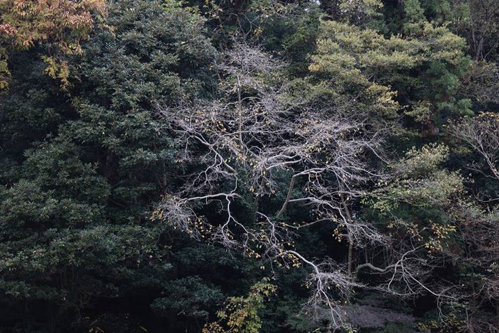 uRF100-400mm F5.6-8 IS USMv̍Lp[100mmŎBeBAʑ̂iȂ̂ŁusN`[X^Cv𕗌iɂĎBe܂EOS R5ARF100-400mm F5.6-8 IS USMA100mmAISO100AF5.6A1/20bAzCgoXFI[gi͋CDjAsN`[X^CFiBeʐ^i8192×5464A26.5MBj