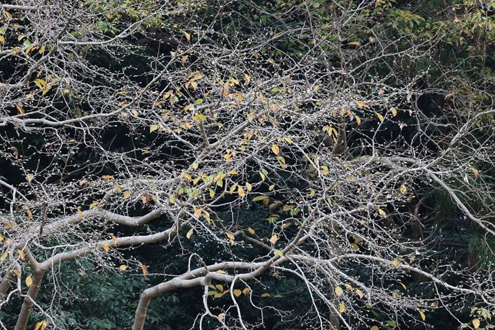 uRF100-400mm F5.6-8 IS USMv̖][400mmŎBeB500mm400mmŉpɈႢ邽߁A\}ςĂ܂EOS R5ARF100-400mm F5.6-8 IS USMA400mmAISO100AF8A1/10bAzCgoXFI[gi͋CDjAsN`[X^CFiBeʐ^i8192×5464A22.2MBj