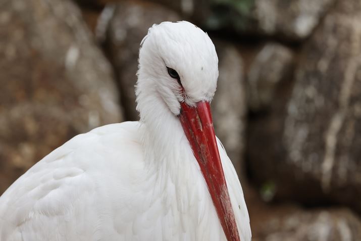 EOS R5ARF100-500mm F4.5-7.1 L IS USM{EXTENDER RF1.4xA700mmAISO1600AF10A1/250bAzCgoXFI[gi͋CDjAsN`[X^CFX^_[hBeʐ^i8192×5464A11.4MBj